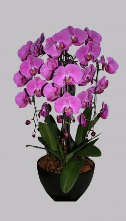 P-09 CASCADA DE ORQUÍDEAS    